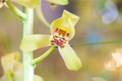 这10种珍贵的兰花品种，你认识几个？尤其是最后一种价值千万