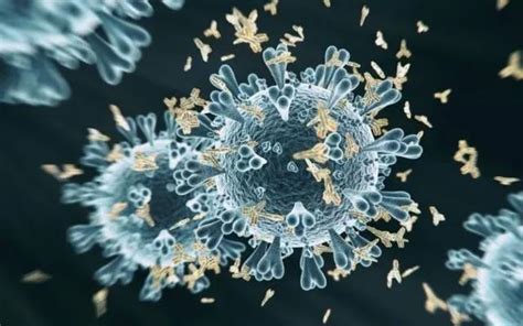 新抗体可中和新冠病毒已知变种，将催生新型疫苗_相关研究_谱系_蛋白