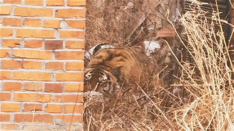 紧急提醒：醴陵首次发现两只老虎-市场观察-雅昌艺术市场监测中心