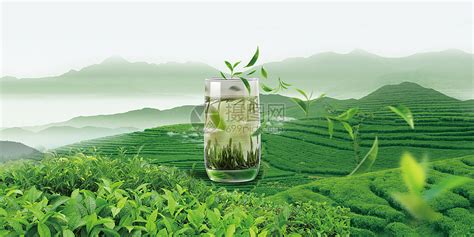 绿茶的主要七大品种