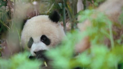 广州动物园大熊猫馆重新开放 大熊猫“回家”过年_手机新浪网