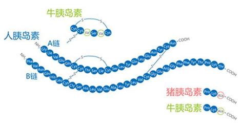 胰岛素的生理作用_河北定州中学