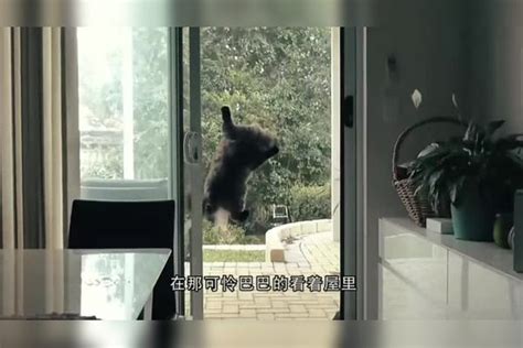猫咪被主人关在门外，接下来的操作太神了，镜头记录全过程