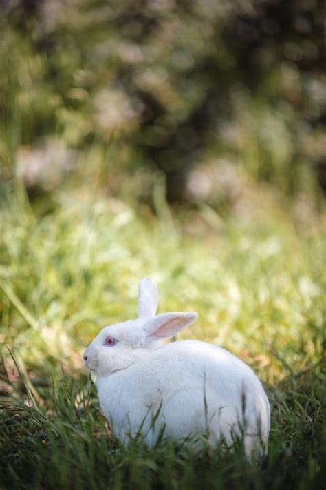 动物小白兔素材图片免费下载-千库网