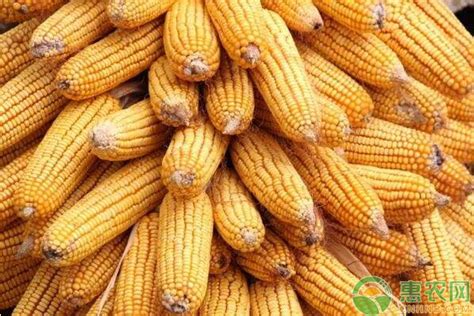 VC果园：今日玉米价格多少钱一斤？2020年全国玉米价格最新行情_VC果园_VC果园代理_VC果园总代-VC果园官网