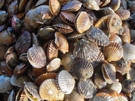 科学网—海滩上一堆堆的贝壳，如何分类与命名？ - 郑永军的博文