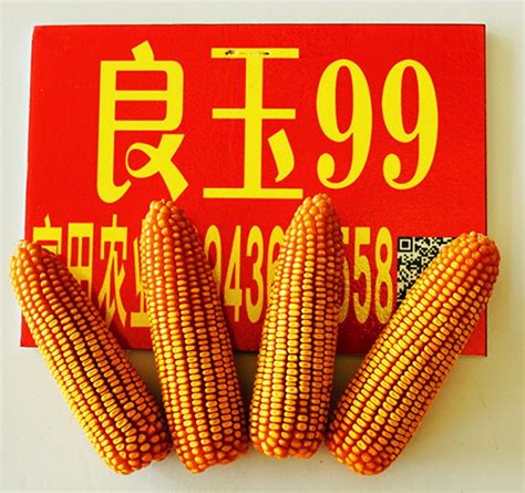 良玉99玉米种简介 - 惠农网