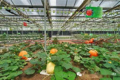 山东太空蔬菜种植基地,种植的蔬菜图片,空中菜园_大山谷图库