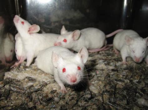 专攻小白鼠的基因改造 广州这个企业做到全球第一_今日惠州网