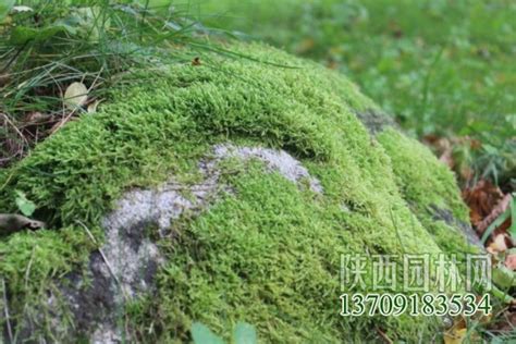 尖叶油藓：官山国家级自然保护区 - 中国自然保护区生物标本资源共享平台
