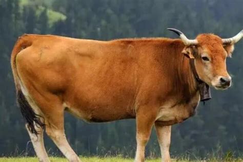 肥牛的营养价值及功效_肥牛的食用方法-聚餐网
