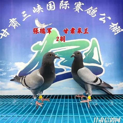 甘肃三峡赛鸽公棚6月6日幼鸽入棚照（不断更新中…）－甘肃三峡国际赛鸽公棚