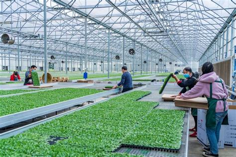四川新增1家国家农业科技园区 主打花木创新生产和中药绿色智造 - 川观新闻