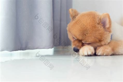 一张沉睡的拉布多犬小高清图片下载-正版图片502984822-摄图网
