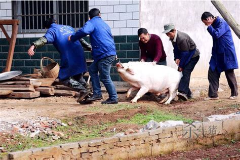 贵州男子因“杀年猪”被罚近2万，为什么被罚？农村还能杀猪吗？__财经头条