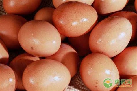 今日江苏鸭蛋最新价格：2020年8月23日江苏鸭蛋价格行情 - 畜小牧养殖网