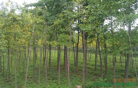 苗木技术营销打破传统 推动苗木销售与养护业发展-种植技术-中国花木网