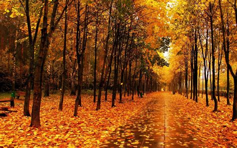 美丽秋天湖边大树落叶美景高清图片下载-找素材