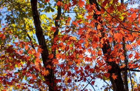 【红枫叶(2)摄影图片】常州,红梅公园生态摄影_丛中笑_太平洋电脑网摄影部落