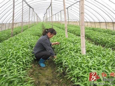 西峡县农技站开展果菜茶项目猕猴桃合作社取土和施肥调查工作