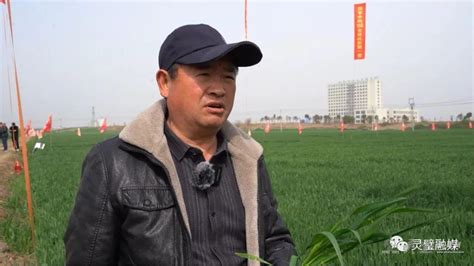 灵璧：试种小麦抗赤新品种 促进全县农业绿色发展_灵璧新闻