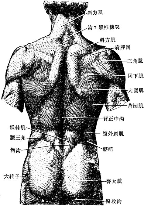 图74 背部活体体表观察-人体解剖-医学
