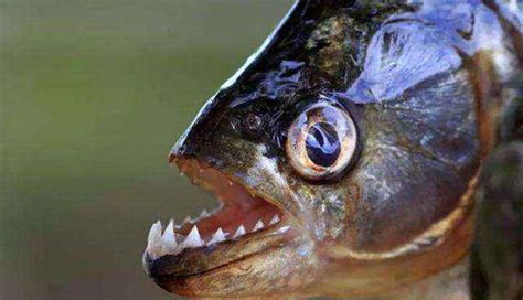 可怕食人鱼为何不称霸亚马逊河（食人鱼真的凶残没有天敌吗）-大盘站 - 大盘站