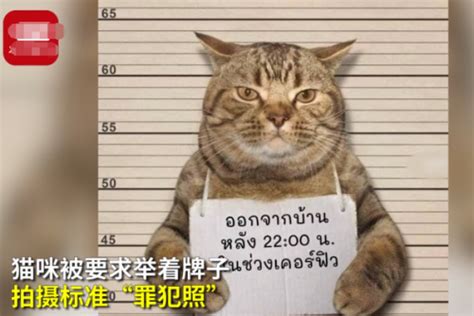 疫情期间泰国猫咪因违反外出禁令被逮捕？假新闻……_风闻