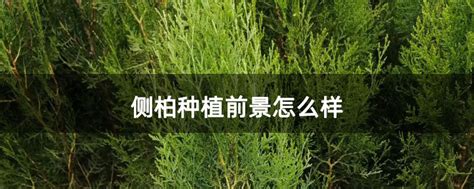 侧柏种子什么时候成熟-种植技术-中国花木网