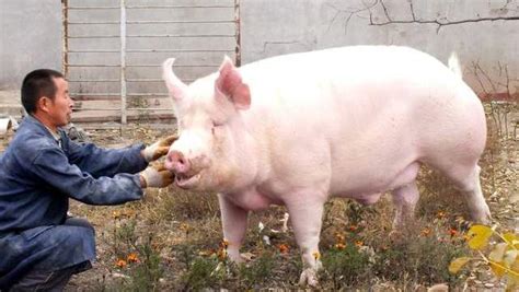 猪价真给力！今日猪价行情最新生猪价格表 12月4日猪肉价格多少钱一斤 - 中国基因网