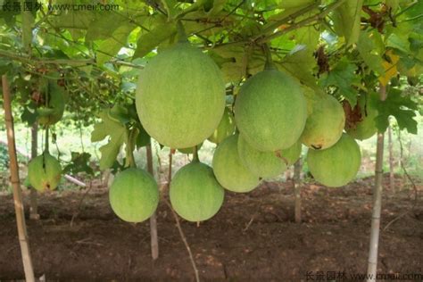 瓜蒌种植技术及亩收益-农技学堂 - 惠农网