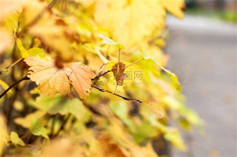 黄秋叶的树枝秋季美丽高清图片下载-正版图片505524591-摄图网