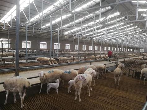 芒种新闻 | 国家级专家集聚甘肃环县 赋能羊产业高质量发展_芒种农业品牌管理机构