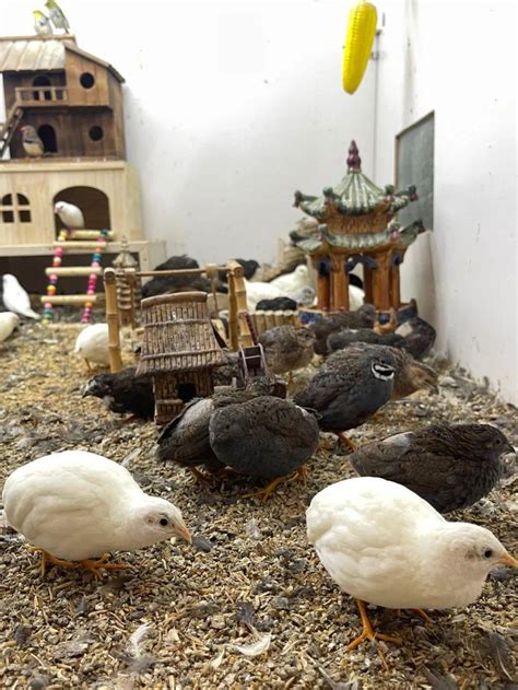 鸡怎么养殖 —【发财农业网】