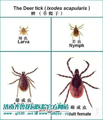 牛虱子图片