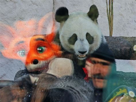 莫斯科动物园为大熊猫“如意”和“丁丁”庆祝生日