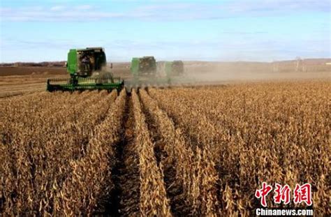 黑河打造中国最大绿色食用大豆生产基地_手机新浪网