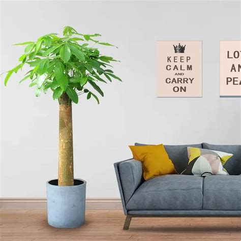 客厅最旺宅的大型植物平安树（客厅最旺宅的大型植物喜阴） | 小芸彩铃-彩铃制作！