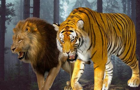 草原之王狮子，森林之王老虎，到底谁更厉害？|非洲狮|东北虎|体型_新浪新闻