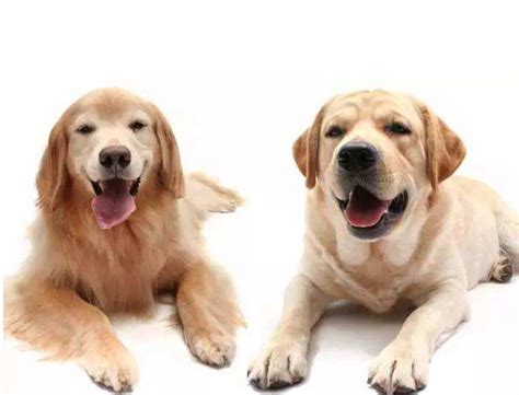 【拉布拉多和金毛的区别】【图】了解拉布拉多和金毛的区别 爱宠专家教你如何区分狗狗(2)_伊秀宠物|yxlady.com