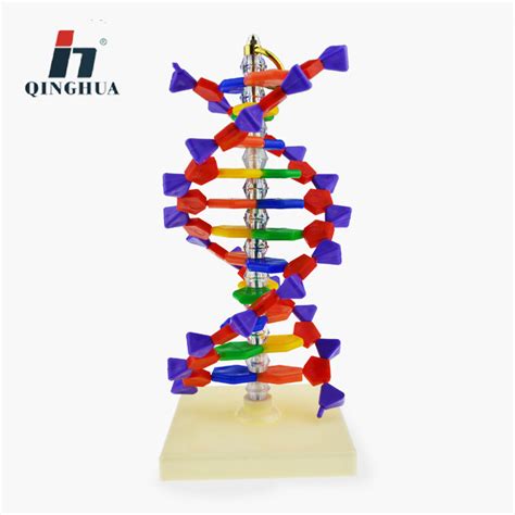 DNA分子双螺旋结构模型及其图解_图片_互动百科