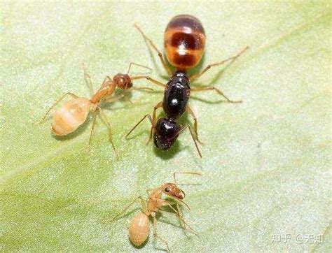 蚂蚁的种类及分工,蚂蚁是怎么传递信息的 - 达达搜