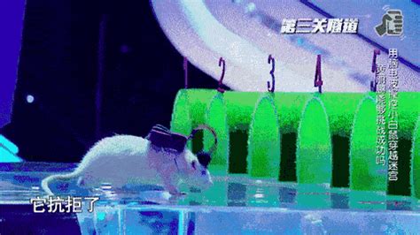 宝可梦朱紫一对鼠怎么进化 宝可梦朱紫一对鼠进化方法-梦幻手游网