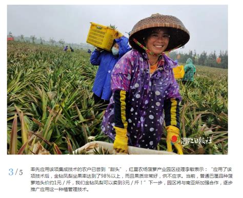 台湾凤梨停止进口，商家止损改口称凤梨为菠萝，二者该如何区分？_东方养生频道_东方养生