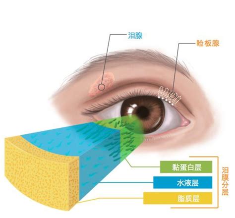 了解干眼症得先从认识眼泪开始，上海眼科专家教您科学认识泪膜_-上海和平眼科医院