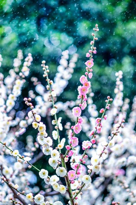 梅花的象征意义是什么 梅花的风水_齐家网