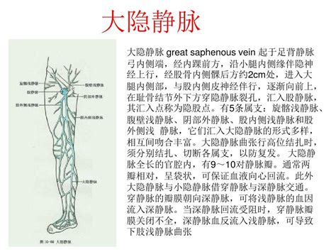 小隐静脉解剖图图片