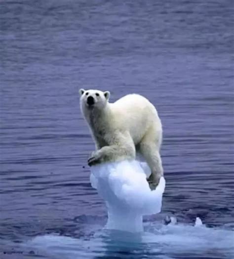 一只被困在浮冰上的北极熊