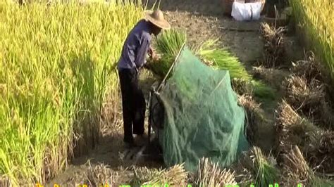 农村农民种田全过程_腾讯视频
