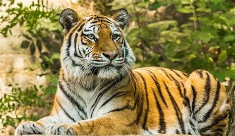 属虎的今年多大，1986年出生属虎的人都快32岁了 1974年属虎是什么命-周易算命网
